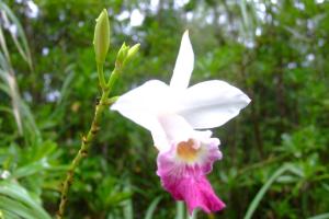 one of the more common sarawak orchids
