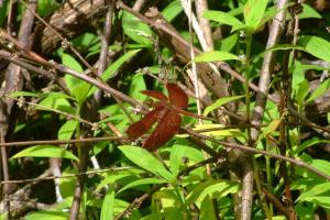 there seems to be quite a lot of these red dragonflies anywhere near jungle streams